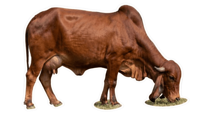 Aviyog ventures - Premium Desi Cow